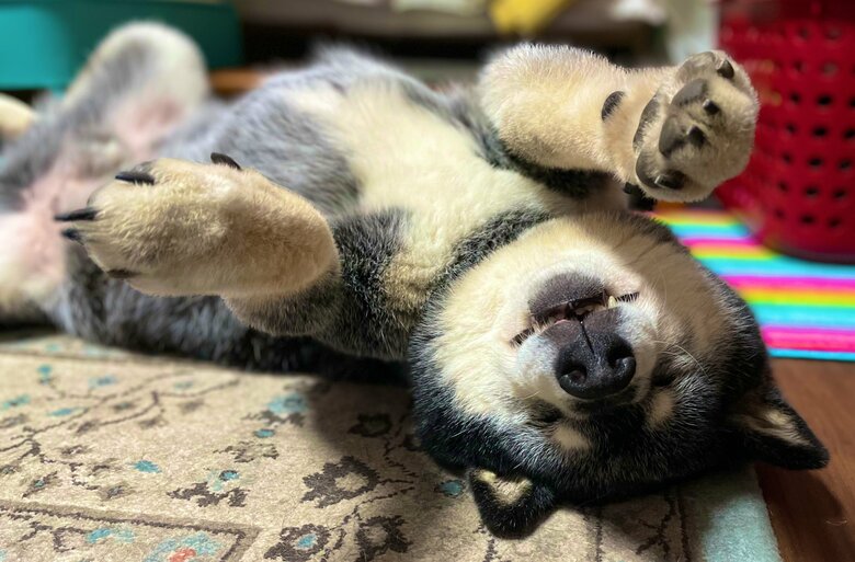 こんな体勢で眠ることも