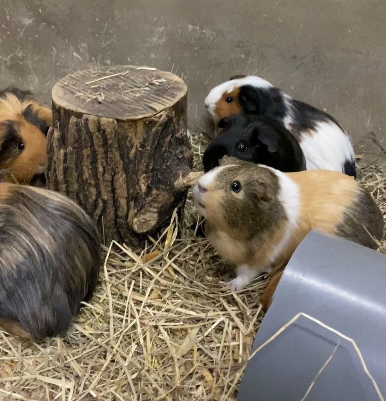 種類によってさまざま（提供：おびひろ動物園）