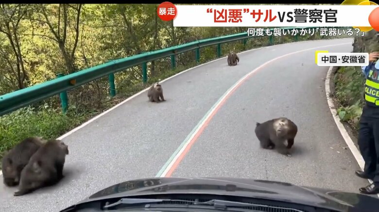 道路を占拠したサルの群れが警察官に襲い掛かる一部始終②