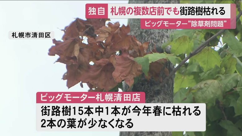 葉が少なく弱った木