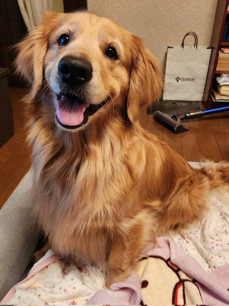 提供：Charlotte@ゴールデンレトリバーさん