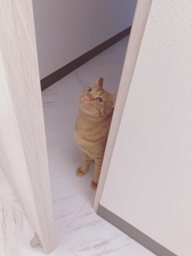 提供：たぬき&とらさん