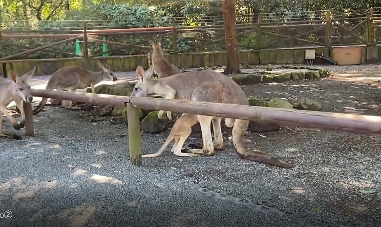 投稿動画の後　母親と合流しポケットに戻っていく様子
