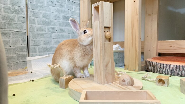 提供：げんまいとうるちさん