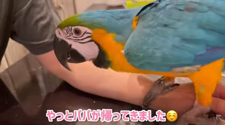 パパの帰宅に喜ぶくーちゃん