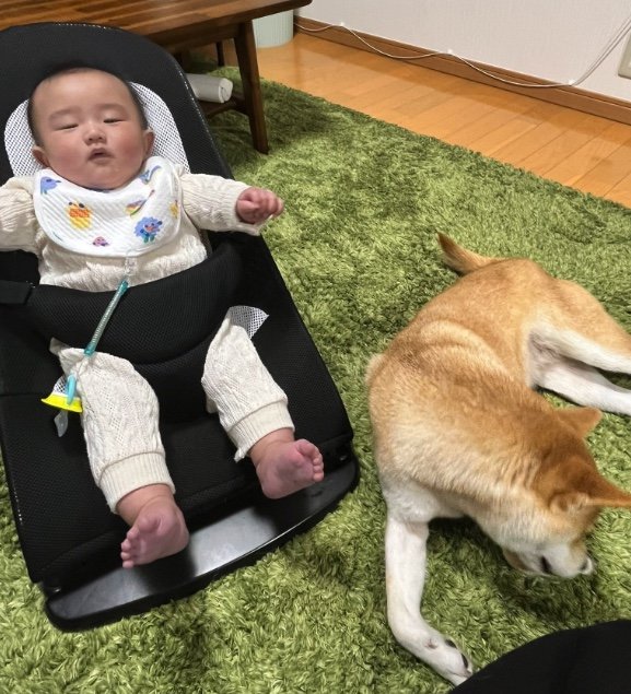 提供：柴犬こちゃんさん