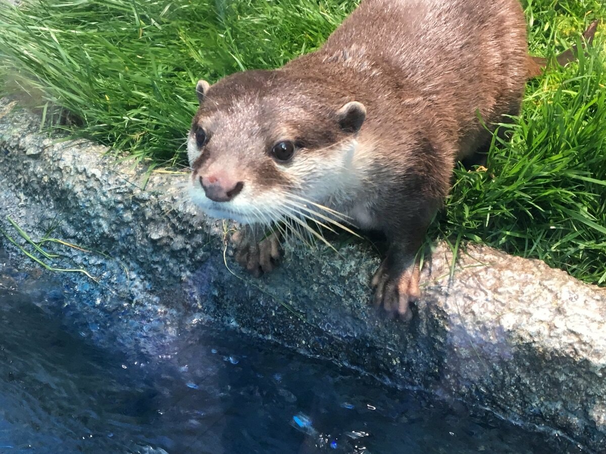 安い ペット カワウソ 臭い