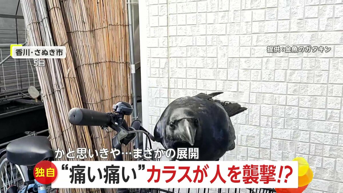 痛い ニュース 速報