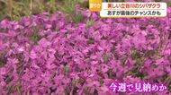 立谷川河川敷に鮮やかなピンク色のシバザクラ・見ごろ終盤　遅咲き八重桜とともに楽しめる　山形