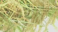 農地は水浸し…数億円の被害が見込まれる繊維工場　福井の記録的大雨　日に日に被害が明らかに　建物の浸水は400棟超