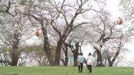 紫波町の城山公園のサクラ満開　1200本咲き誇る　サクラとグルメを楽しめるイベントも開催　岩手県