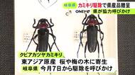 特定外来生物「クビアカツヤカミキリ」岐阜県が駆除の協力者50人に県産品詰め合わせ3000円相当を贈呈へ
