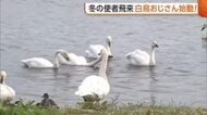 冬の使者“ハクチョウ”飛来！三代目“白鳥おじさん”も始動「また半年間一緒にいられる」新潟・阿賀野市