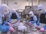 おせち料理の縁起物…ハゼの甘露煮作りが最盛期 内臓を取って焼いたあと炊き上げるなど完成までに3日間