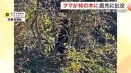柿の木にクマ「洗車していたら庭に…」住人が撮影　実をむしゃむしゃ食べる〈宮城・大崎市〉