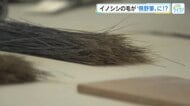 【ツイセキ】イノシシ被害の解決策になるか！？　新たな挑戦「皮」をレザーに加工し、「毛」は熊野筆に