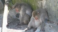 サルも暑さでぐったり…動物園でも暑さ対策　扇風機に冷たいミスト、氷のペットボトルも　例年以上に体調を細かく観察　長野市の城山動物園