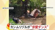 「かなわぬ恋でごめんね」カンムリヅルが激しい“求愛ダンス”で猛アピールも…お相手のクジャクは「スンッ」興味なし　兵庫・神戸市立王子動物園