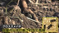 校庭で地中のハチの巣踏み小学生ら22人搬送…専門家「目立たない地中のクロスズメバチの巣に注意」　東京・青梅市
