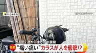 【独自】「痛い痛い」カラスが襲撃と思いきや…まるでペット　手乗り披露し“コミュ力”高め「友達になれると思ってなかった」　香川・さぬき市