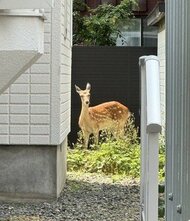 住宅街にシカ！札幌市中央区にメス？のエゾシカが迷い込む_住宅裏の庭に入り込み、周囲の様子伺う_札幌市職員ら見守る