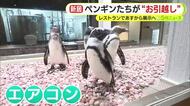 ペンギンたちがお引越し…水族館から向かった先は？　レストランで展示へ　天然地下水かけ流しのプールやエアコンを完備