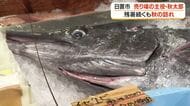 残暑続くも秋の訪れ　売り場の主役・秋太郎の水揚げ【鹿児島・日置市】　