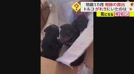 【がれき下で出産】“大地震から1カ月”母犬が子犬3匹を守り抜いた！生存理由は“大量のドッグフード”　動物捜索も続く　トルコ