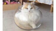 ぴょいーんと飛び込んですっぽり？猫が“液体”になる瞬間を激写…普段からよく“液体化”するのか飼い主に聞いた