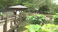 日本有数の花ハスの産地　福井県南越前町で恒例の「はすまつり」が開幕　8月にかけて135種類のハスが見頃