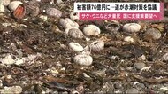 ウニ・サケ大量死…被害額は過去例のない