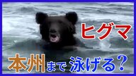 ヒグマは津軽海峡を泳いで渡れるのか？ 離島まで20キロ近く泳ぎ切った例も 本州上陸の可能性は【北海道発】