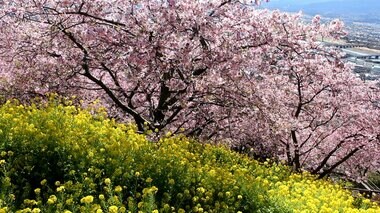 3月中に満開か?今年は早い!「桜の開花予想」20℃超続出で足元からも春到来
