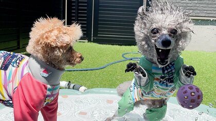 一足早い「真夏のホラー」？水遊び中に“妖怪化”したトイプードルの姿にビックリ…初めて見た表情だったのか聞いた