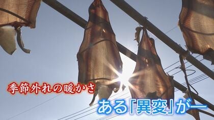 季節外れの暖かさで“正月食材”ピンチ　宗像の珍味「ノウサバ」に異変　一方で「ブリ」の水揚げが増加【福岡発】