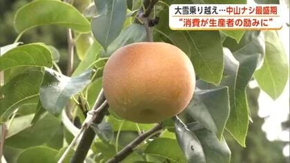 大雪被害乗り越え“中山ナシ”収穫盛ん　収量は大幅減の見込みも品質は上々「大館産のナシ楽しんで」　秋田