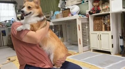 「おいで！」の一声でコーギーが飼い主に向かって大ジャンプ! 勢いよく飛び込む信頼関係がステキ