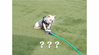 「水浴びできましぇーん」回転式スプリンクラーの水に“翻弄される”犬がかわいい…最後は浴びることができた？その後を聞いた