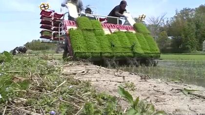 涌谷町で極早生品種「おもてなし」の田植え開始！８月中旬収穫へ、コスト上昇も価格据え置き〈宮城〉