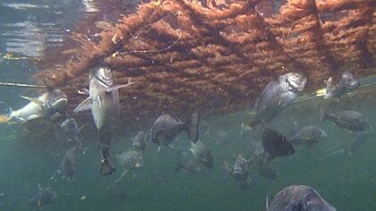 収穫直前に「ノリが消える」　むさぼるように食べる様子が水中カメラに…原因はチヌ”の増加か【兵庫発】