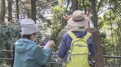 高尾山に折り紙の“バンクシー”!? 切り株に季節ごとに変わる匿名のアート作品…謎の作者を目撃したという人に話を聞いた