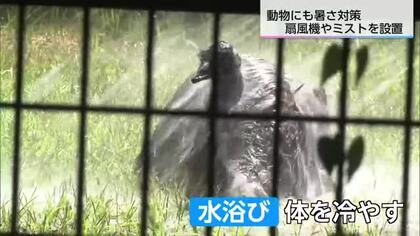 宮崎県内8地点で35℃超えでスマトラトラもぐったり　動物園で進む暑さ対策