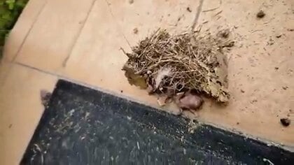 「大至急教えて」ツバメのひなが“巣ごと”落下…命の危機にネットの知恵が集結！無事に助けられたのかその後を聞いた