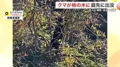 柿の木にクマ「洗車していたら庭に…」住人が撮影　実をむしゃむしゃ食べる〈宮城・大崎市〉