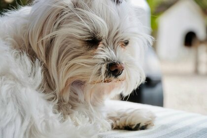 愛犬の涙やけを「気にする」飼い主は72.50％｜対策経験74.48％、65.52％がフード選びで涙やけを重視【コノコトトモニ】