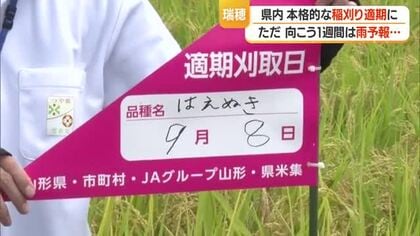 本格的な稲刈り適期に入る　向こう1週間は雨予報・田んぼの排水など事前準備の徹底を　山形