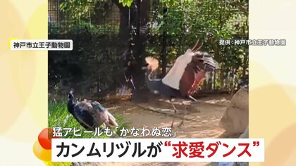 「かなわぬ恋でごめんね」カンムリヅルが激しい“求愛ダンス”で猛アピールも…お相手のクジャクは「スンッ」興味なし　兵庫・神戸市立王子動物園