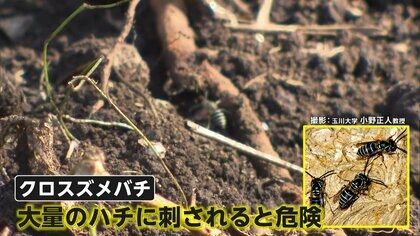 校庭で地中のハチの巣踏み小学生ら22人搬送…専門家「目立たない地中のクロスズメバチの巣に注意」　東京・青梅市