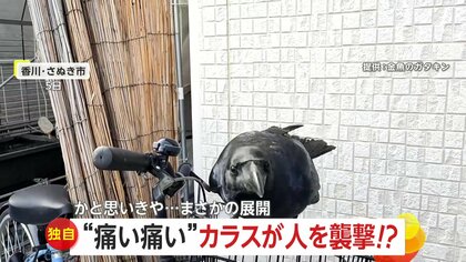 【独自】「痛い痛い」カラスが襲撃と思いきや…まるでペット　手乗り披露し“コミュ力”高め「友達になれると思ってなかった」　香川・さぬき市