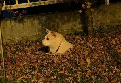 「様子を見に行ったら、埋もれてた」 “無”の表情で地面から生えるワンちゃん…帰宅拒否して何を思う